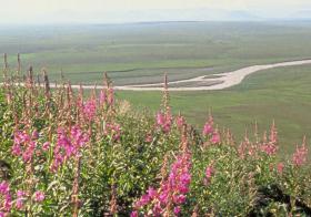 Arctic National Wildlife Refuge: PROTECTED (for now)