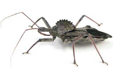 The sprocket like 'wheel' on the back of a Wheel Bug.