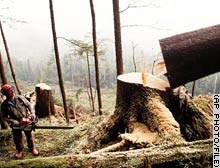 A logger, in this 1993 photo, stands in the Tongass National Forest in Alaska.