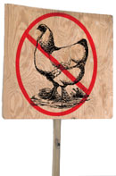 Check out - no chicken