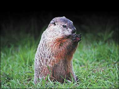 Happy Groundhog's Day 2007!